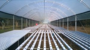 saiba como prevenir danos em estufas agricolas